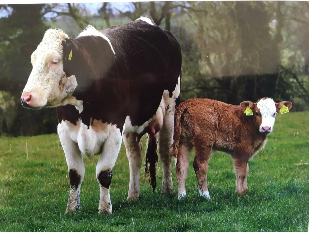 Carey'S Bar & Farmhouse Kilkenny Border Oldleighlin Exteriér fotografie